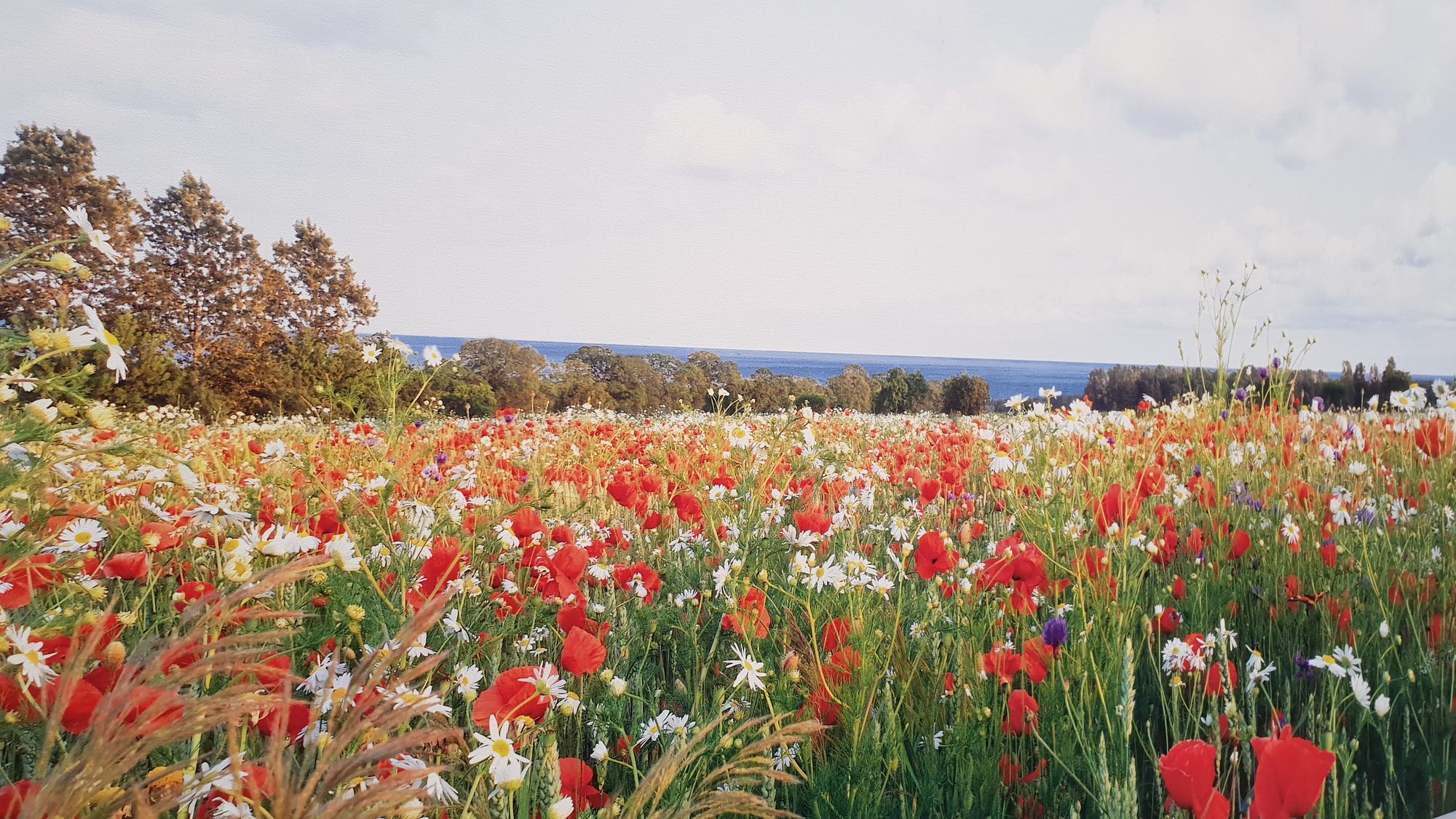 Blumenwiese mit Mohn und Margeriten am Meer